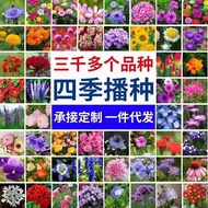 Ready Stock Fast Delivery E-commerce Purchase Sunflower Seeds Wildflower Combination Bowl Lotus Bell