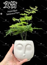 文竹 🌱绿植Asparagus setaceus Fern indoor live plant