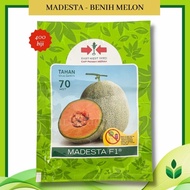 Benih Rock melon Madesta F1 promosi