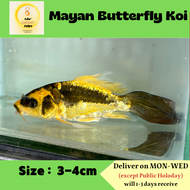 Mayan Butterfly Koi / Live Fish 玛雅鲤鱼