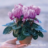 [Fast Germination] Malaysia Ready Stock 200PCS Cyclamen Mixed Colors Seeds Benih Bunga Benih Pokok Bunga Bonsai Potted Flower Seeds Home Decor Garden Supplies Rare Plants for Sale Easy To Planting In Local