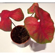 caladium red 紅葉彩芋 pokok keladi viral hidup hiasan rumah green spider kebun bunga live indoor houseplant1