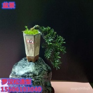 红芽 海岛罗汉松造型盆景庭院观赏迎客松小米叶黑珍珠菊花罗金钻现货 UTUL