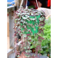 Succulent Potted Plants Love Vines Brocade Vines Succulent Vines Climbing Vines Plants Chlorophyllus