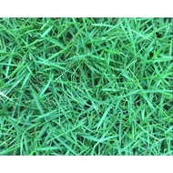 [500seed]Manila Grass Seeds Seed Biji Benih Rumput Manila, Carpet Grass, Lawn Grass, Zoysia Grass, 马