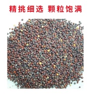 Four Seasons Instant Cream Cabbage Seeds Daquan Cabbage Seeds Cabbage Seeds Cabbage Milk Cabbage Cab