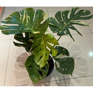 Monstera Thai Constellation (MTC) Big Plant/Bushy Plant