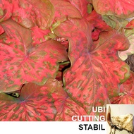 ANAK UBI KELADI THAI GAI TUAH NGAM CALADIUM BULB CUTTING THAILAND