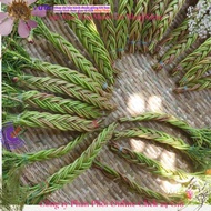 Ten O'clock Flower with Long Branches for Creative Knitting Ten O'Clock Bonsai Flowers & Accessories