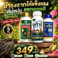 บำรุงรากให้แข็งแรง ต้นแน่น แตกยอดดี ไอการ์เด้น ชุดเซ็ท Own Root ชุด3 ขวด