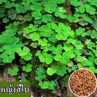 [พร้อมส่ง] เมล็ดพันธุ์หญ้าสี่ใบที่ปลูกง่าย เมล็ดสด 100% บรรจุถุงละ 200 เมล็ด เหมาะสำหรับปลูกกระถางสว