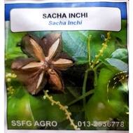 BENIH SACHA INCHI (10 BIJI)