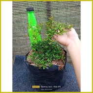 ◎ ◪ △  ️ Bucida  Garden Decorations