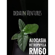 [dedaun] Alocasia Hetrophylla Alocasia Heterophylla - Ready Stock