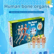 3D Human Body Toy Set Human Torso Body Model