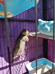 LP 松鼠 貓 兔 貂 蜜袋鼯 寵物鼠 小寵爬梯 寵物籠內烤漆爬梯 攀爬網牆（42X16）每片 180元