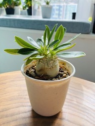 惠比大黑Pachypodium densicaule (塊根植物.多肉植物.實生.連靚盆.多肉塊根.創意禮物）