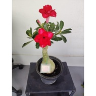 富贵花,desert rose