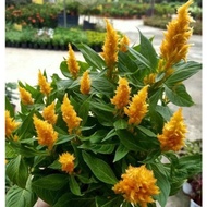 pokok bunga balung ayam kuning/merah/pink