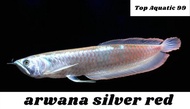 arwana silver brazil 7-8cm