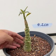 SG2202-精品巨琉桑母本株/粗身！🔥多肉植物小盆栽禮物🔥