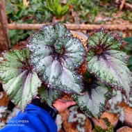 Begonia Keong / Begonia Rex escargot / begonia keong pelangi