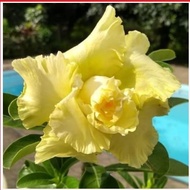 adenium bunga kuning bonggol besar kamboja jepang bonsai /Murah -