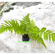 BUY 3 FREE 1 Pokok Paku Pakis 3 / Pokok Hiasan Paku Pakis / Adiantum Hispidulum / 欧洲鳞毛蕨