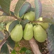 Combo of 3 Taiwanese guava and pear trees (seed trees)