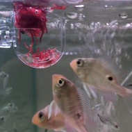 Aquarium Decoration Hanging Fish Tank Mini Crystal Acrylic Pot Polka Water Planting Cylinder Cup Feeding Accessories
