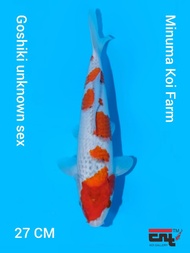 Ikan Koi Import Goshiki HQ Minuma Koi Farm Japan