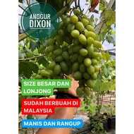 POKOK ANGGUR DIXON SUPER STABIL/keratan
