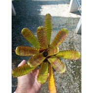 Bromeliad Plant - 4 inch pot