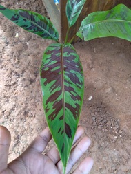 pisang hias bercak hitam varigata/ bananna black spot