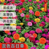 【多西多】百日草花種子波斯菊野花組合四季開花不斷紫花苜蓿草種子庭院室外