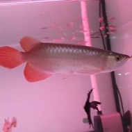 Arwana Arowana Super Red Chili Blood Red 25 Cm ( Free Ongkir)