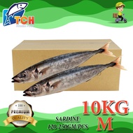 IKAN SARDIN, SARDINE, FROZEN FOOD, FRESH FROZEN SEAFOOD, WHOLESALE SUPPLIER, FISH, SALMON