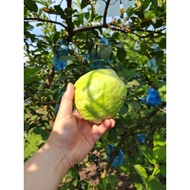 JAMBU BATU / JAMBU LOHAN / FRESH FROM FARM / DARI KEBUN / 罗汉番石榴
