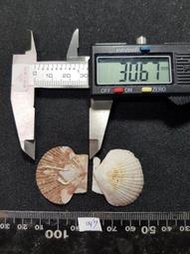 1130402043 海扇蛤 海扇蛤科 扇貝 雙殼貝 貝殼 貝殼標本 標本