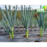 ready * TM PLAZA +-5000 BIJI/BIBIT BAWANG DAUN SUPER/BENIH BAWANG DAUN/BIJI