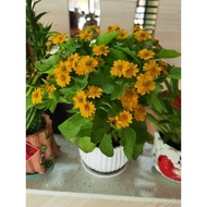 CNY yellow Butter daisy with pot