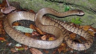 ular jali / ptyas mucosus / Colubridae