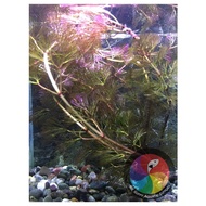 Aquatic Live Plants(9)