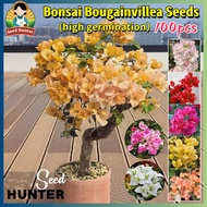 Fast Growing 100pcs Mixed Color Rare Bougainvillea Seeds for Planting Flowers - Fresh Dwarf Bougainv