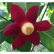 Pokok bunga menjalar wangi uvaria grandiflora, red hot poker, pisang akar, akar larak