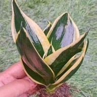 LIDAH MERTUA TANAMAN HIDUP