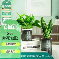 Hydroponic Pachira Macrocarpa Potted Plant Devil's Ivy Indoor Lucky Bamboo Green Plant Chlorophytum Asparagus Fern Plant