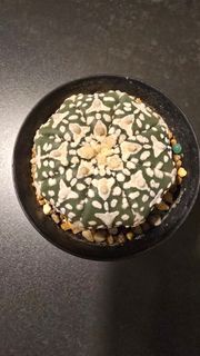 海星兜，琉璃V兜