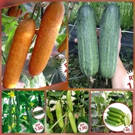 High-Quality Assorted Cucumber Seeds for Home Gardening | Pelbagai Biji Benih Timun | Various cucumber seeds | 各种黄瓜种子