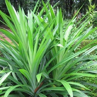 Organic Anak Pokok Pandan  Pandan leaf Plant